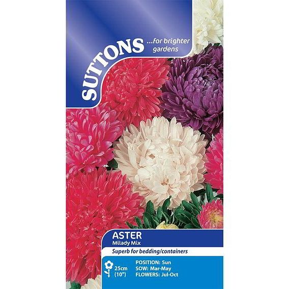 Aster 'Milady Mix' - Seeds