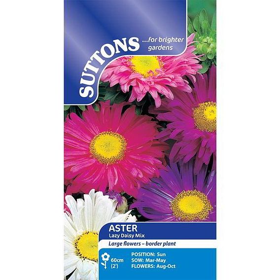 Aster Seeds - Lazy Daisy Mix