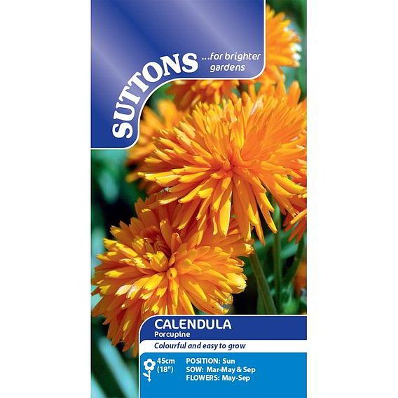 Calendula 'Porcupine' - Seeds