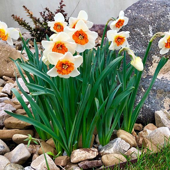 Narcissus 'Bella Vista'