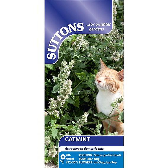 Catmint - Seeds