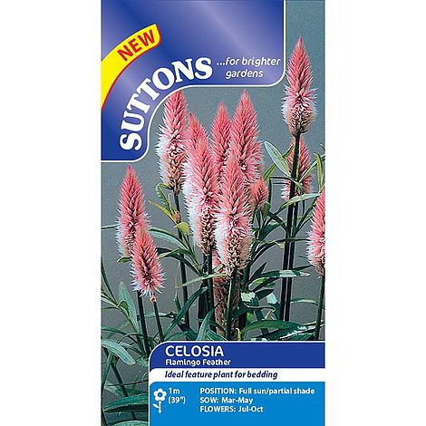 Celosia 'Flamingo Feather' - Seeds