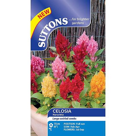 Celosia 'Nana Mixed' - Seeds