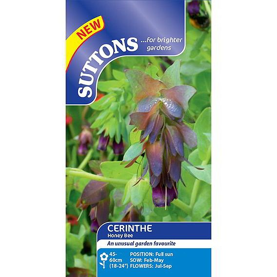 Cerinthe 'Honey Bee' - Seeds