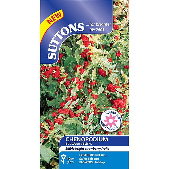 Strawberry 'Strawberry Sticks (Chenopodium)' - Seeds