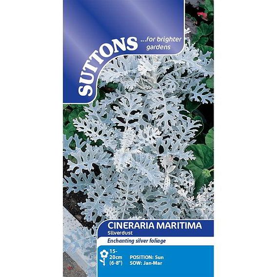 Cineraria maritima 'Silver Dust' - Seeds