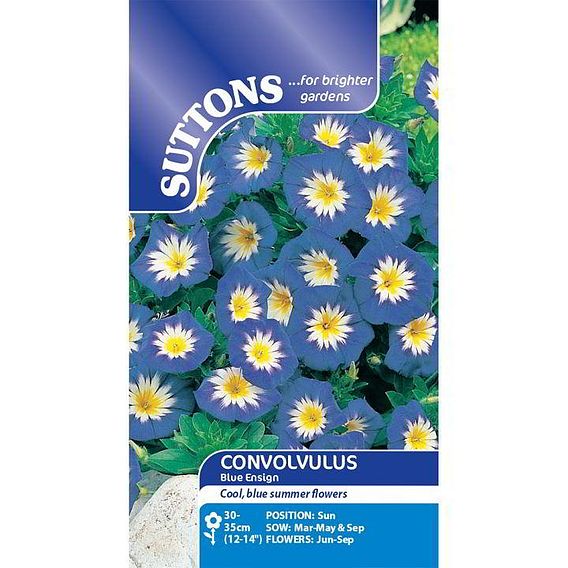 Convolvulus minor 'Blue Ensign' - Seeds