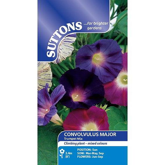 Convolvulus major 'Trumpet Mix' - Seeds