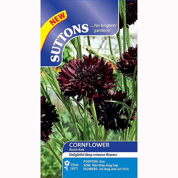 Cornflower Seeds - Black Ball