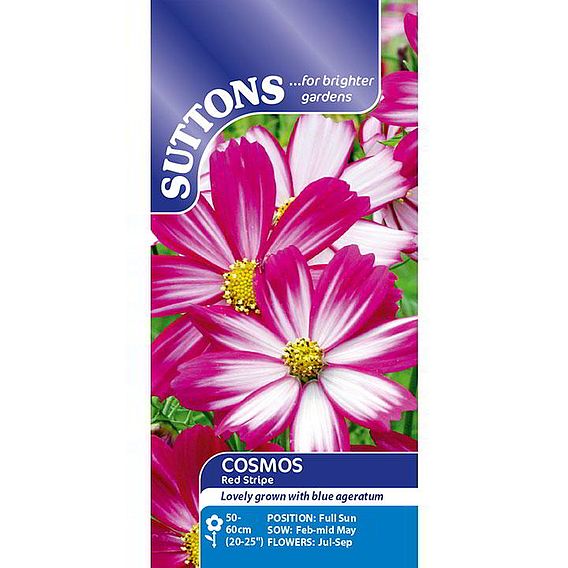 Cosmos 'Red Stripe' - Seeds