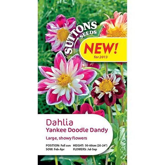 Dahlia Seeds - Yankee Doodle Dandy