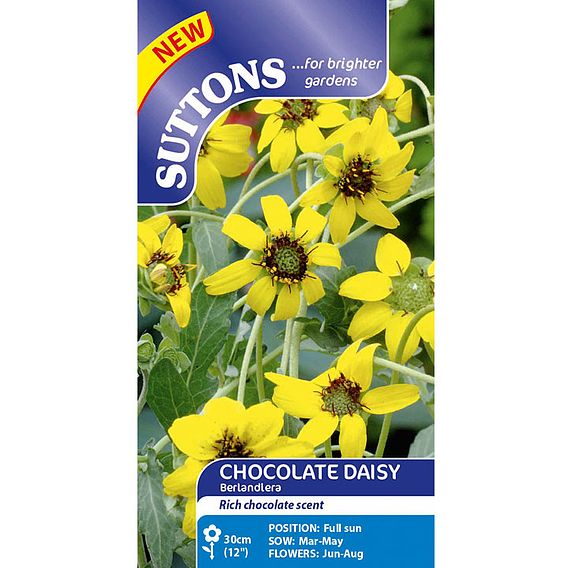 Daisy 'Berlandiera Chocolate Daisy' - Seeds