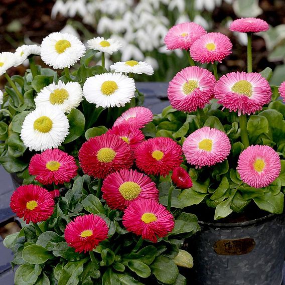Daisy 'Monstrosa Mix' - Seeds