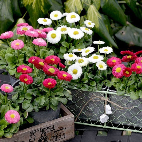 Daisy 'Monstrosa Mix' - Seeds