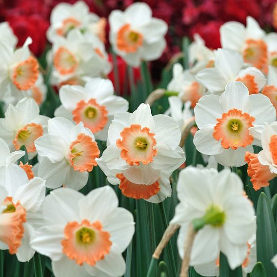 Narcissus 'Passionale'