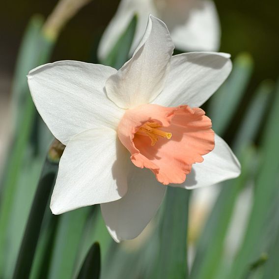 Narcissus 'Pink Pride'