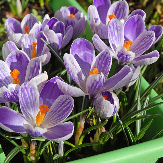 Crocus Dutch Striped 