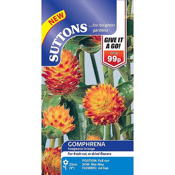 Gomphrena 'haageana Orange' - Seeds