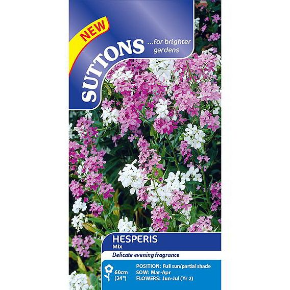 Hesperis 'Mix' - Seeds