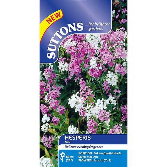 Hesperis Seeds - Mix