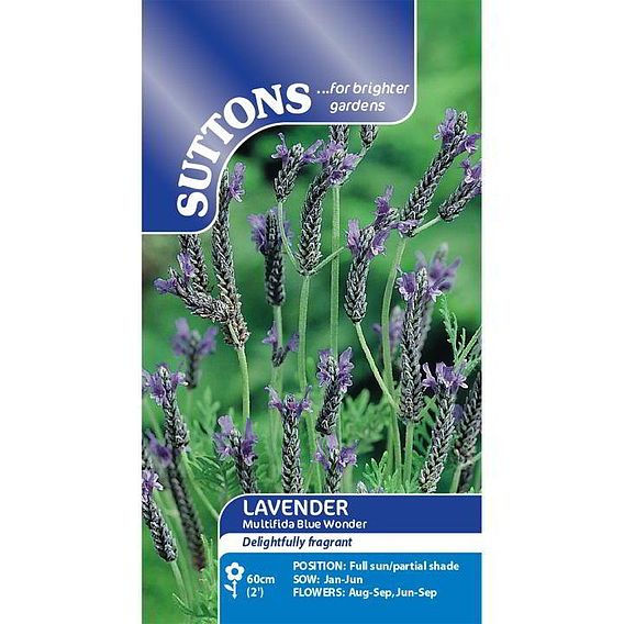 Lavender 'multifida Blue Wonder' - Seeds