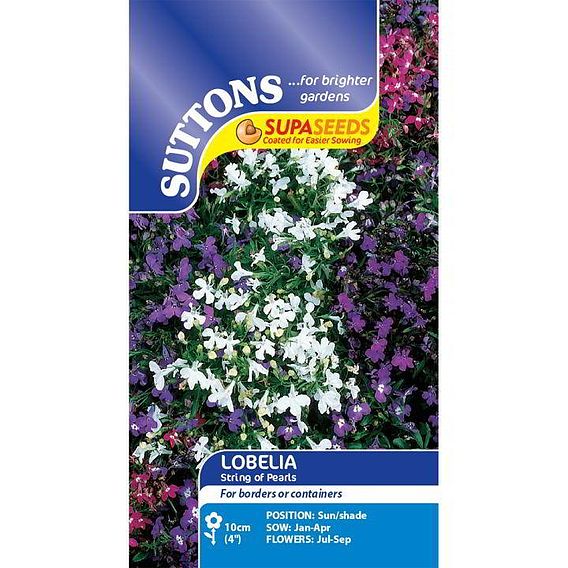 Lobelia 'String of Pearls' - Seeds