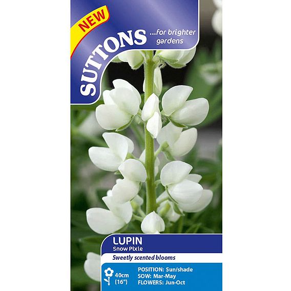 Lupin 'Snow Pixie' - Seeds