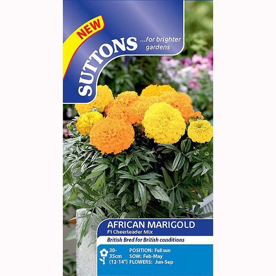 Marigold African Seeds - F1 Cheerleader Mix