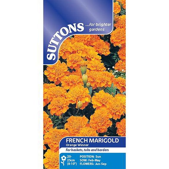 Marigold French Seeds - Orange Winner
