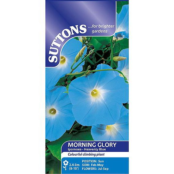 Morning Glory 'Heavenly Blue' - Seeds