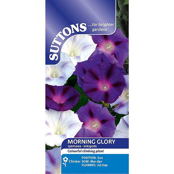 Morning Glory 'Inkspots' - Seeds