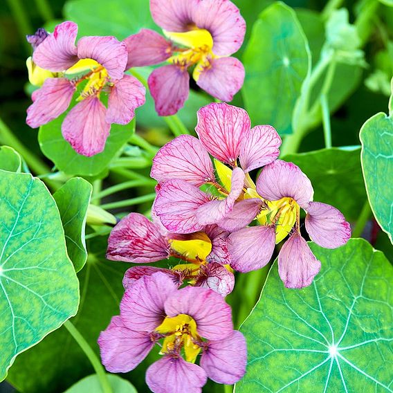 Nasturtium 'Purple Emperor ' - Seeds