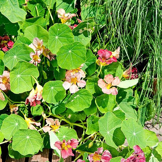 Nasturtium 'Purple Emperor ' - Seeds