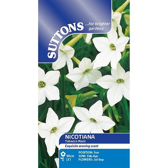 Nicotiana affinis - Seeds