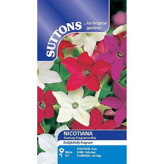 Nicotiana Seeds - Evening Fragrance Mix