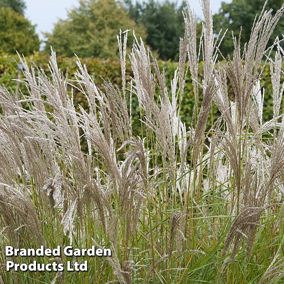 Miscanthus 'Kleine Fontane'