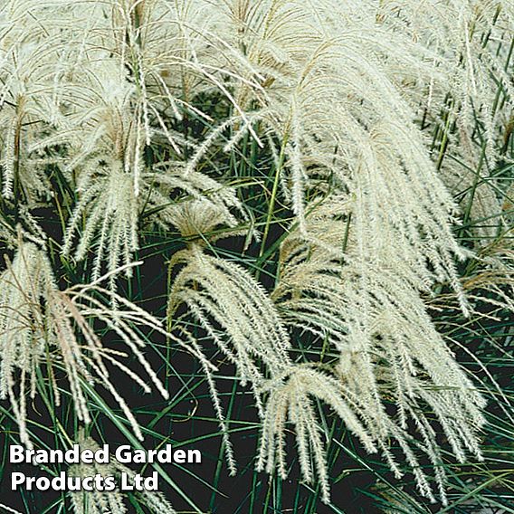 Miscanthus 'Kleine Fontane'