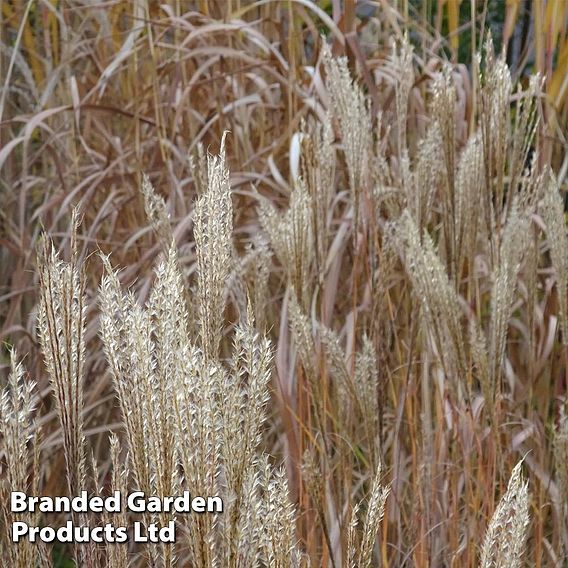 Miscanthus 'Kleine Fontane'