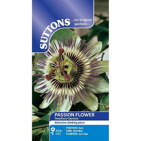 Passion Flower 'caerulea' - Seeds