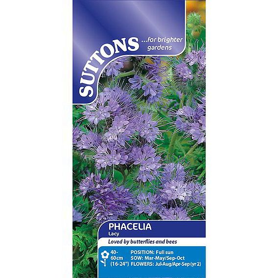 Phacelia Seeds - Lacy