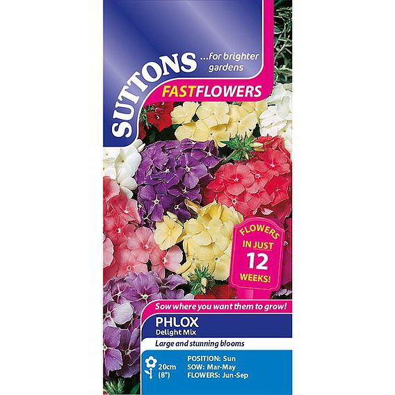 Phlox drummondii 'Delight Mix' - Seeds