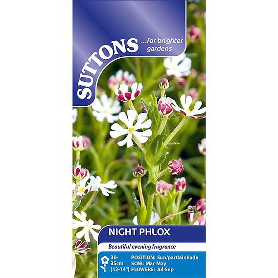 Night Phlox - Seeds