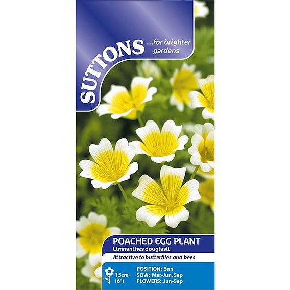 Poached Egg Plant Flower - Seeds