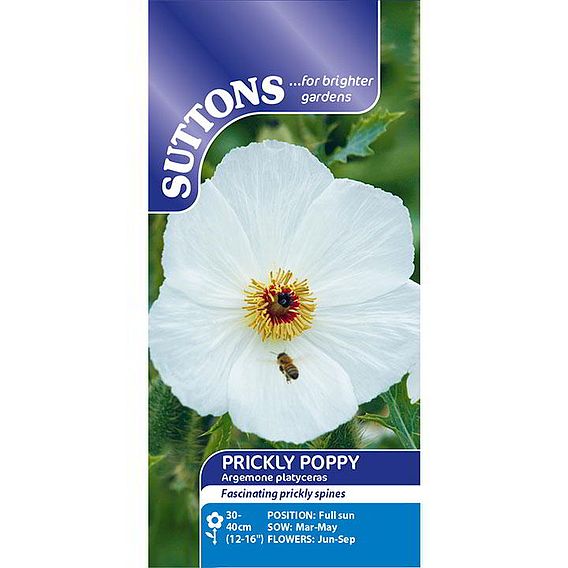 Prickly Poppy - Seeds