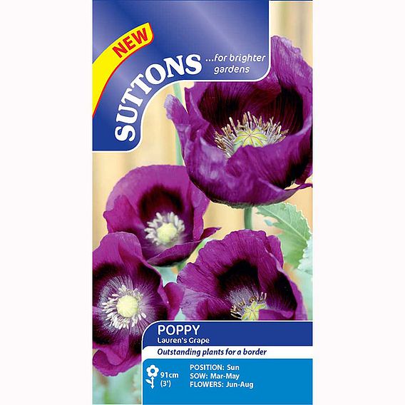 Poppy 'Laurens Grape' - Seeds