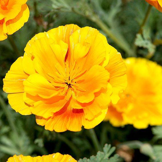 Californian Poppy Seeds - Lady Marmalade