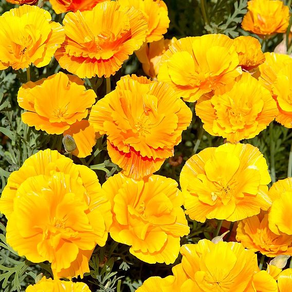 Californian Poppy 'Lady Marmalade' - Seeds