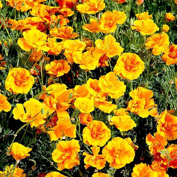 Californian Poppy 'Lady Marmalade' - Seeds