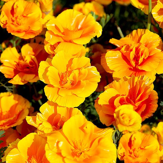 Californian Poppy 'Lady Marmalade' - Seeds