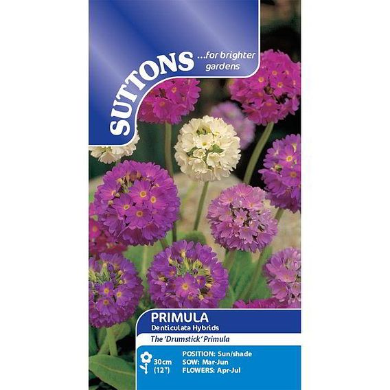 Primula Seeds - denticulata Hybrids